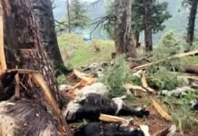 Over 60 livestock killed in lightning strike in Pahalgam Over 60 livestock killed in lightning strike in Pahalgam