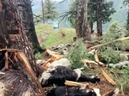 Over 60 livestock killed in lightning strike in Pahalgam
