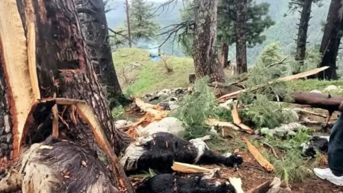 Over 60 livestock killed in lightning strike in Pahalgam Over 60 livestock killed in lightning strike in Pahalgam