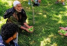Fake pesticides leave Shopian farmers in severe sistress Fake pesticides leave Shopian farmers in severe sistress as orchards damaged