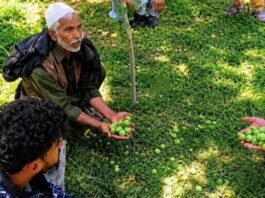 Fake pesticides leave Shopian farmers in severe sistress as orchards damaged