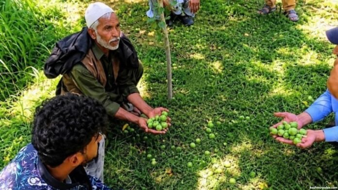 Fake pesticides leave Shopian farmers in severe sistress as orchards damaged Fake pesticides leave Shopian farmers in severe sistress as orchards damaged
