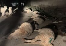 Pesticide contamination suspected as 20 sheep die in Pulwama Pesticide contamination suspected as 20 sheep die in Tral Pulwama