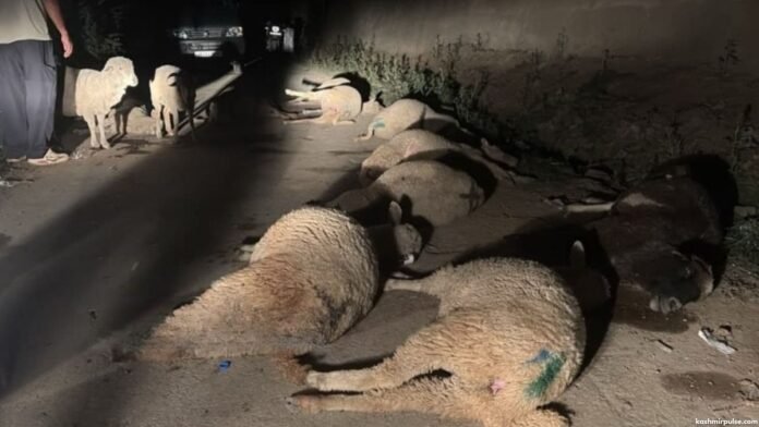 Pesticide contamination suspected as 20 sheep die in Tral Pulwama