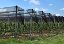 Kulgam Horticulture Department offers 50% subsidy on anti-hail nets for orchardists Anti-hail nets installed in an orchard