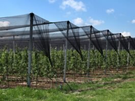 Anti-hail nets installed in an orchard
