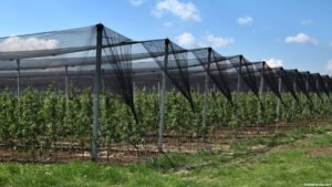 Kulgam Horticulture Department offers 50% subsidy on anti-hail nets for orchardists