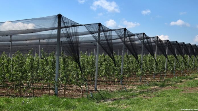 Anti-hail nets installed in an orchard