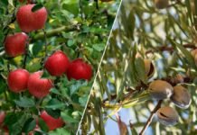 J&K apple productivity falls, almond cultivation shrinks: NITI Aayog J&K apple productivity falls, almond cultivation shrinks, says NITI Aayog