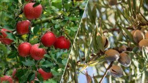 J&K apple productivity falls, almond cultivation shrinks: NITI Aayog
