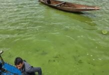 Shikarawalas allege diesel leakage from de-weeding machines as Dal Lake water turns green Shikarawalas allege diesel leakage from de-weeding machines as Dal Lake water turns green