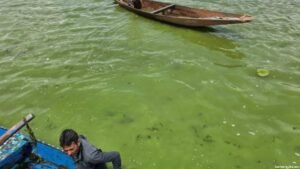 Shikarawalas allege diesel leakage from de-weeding machines as Dal Lake water turns green