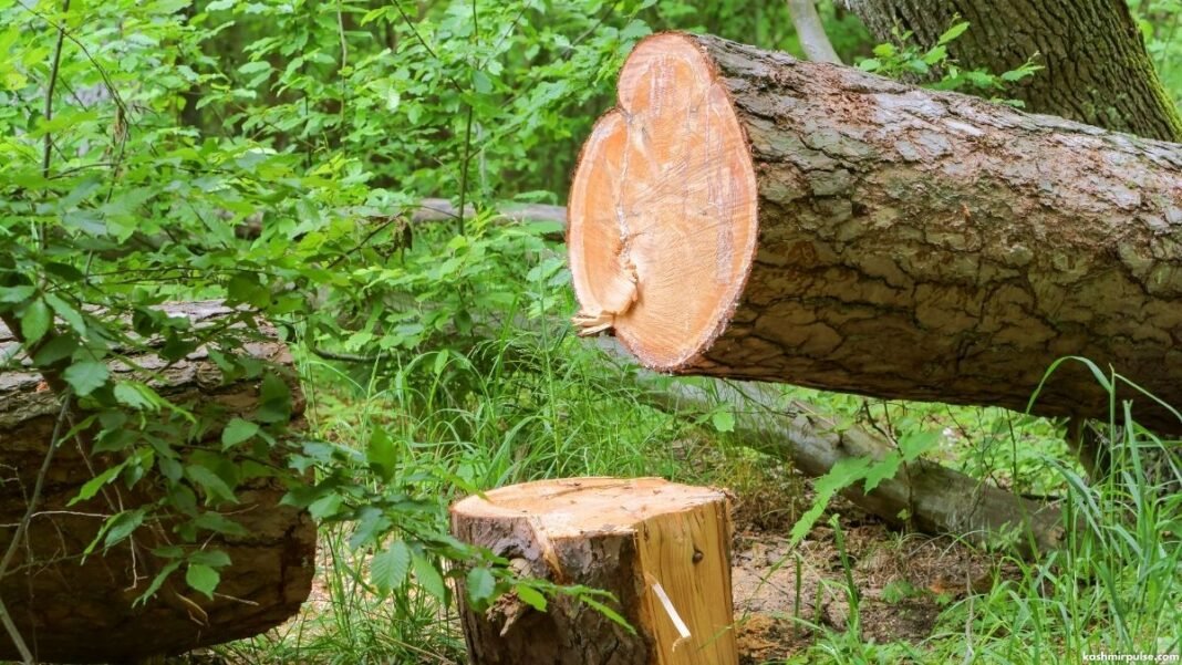 Tree Felling