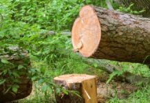 Sericulture employees allege selective action over unauthorised mulberry tree felling in Kashmir Tree Felling