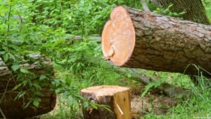 Sericulture employees allege selective action over unauthorised mulberry tree felling in Kashmir