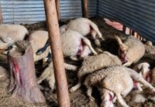 16 sheep killed, 17 injured in suspected leopard attack in Budgam 16 sheep killed, 17 injured in suspected leopard attack in Budgam