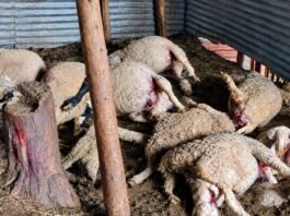16 sheep killed, 17 injured in suspected leopard attack in Budgam 16 sheep killed, 17 injured in suspected leopard attack in Budgam