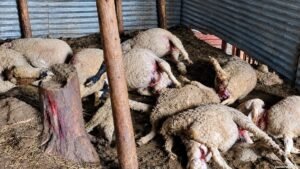 16 sheep killed, 17 injured in suspected leopard attack in Budgam