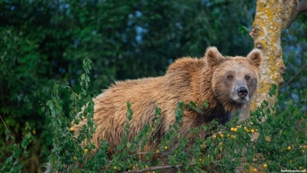 Wildlife SOS camera study offers new insights into Himalayan brown bears in Kashmir Himalayan brown bear