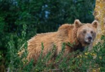 Wildlife SOS camera study offers new insights into Himalayan brown bears in Kashmir Himalayan brown bear