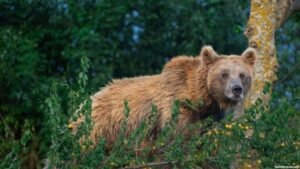 Wildlife SOS camera study offers new insights into Himalayan brown bears in Kashmir