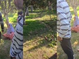 Apple orchard vandalised in Shopian’s Kiloora