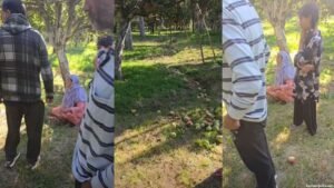 Apple orchard vandalised in Shopian’s Kiloora