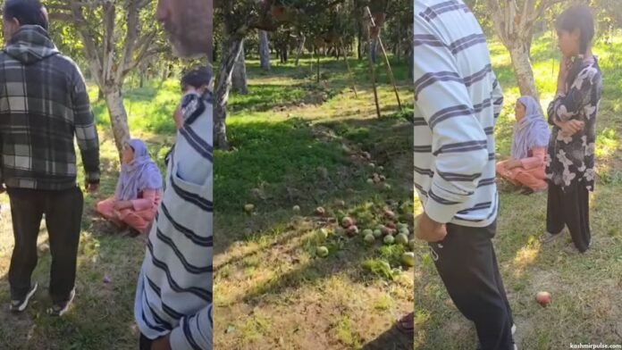 Apple orchard vandalised in Shopian’s Kiloora