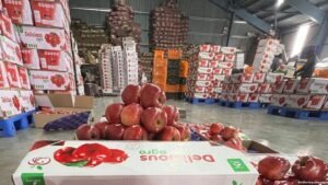 Kashmir cold storage facilities fully booked as apple growers hope for better returns